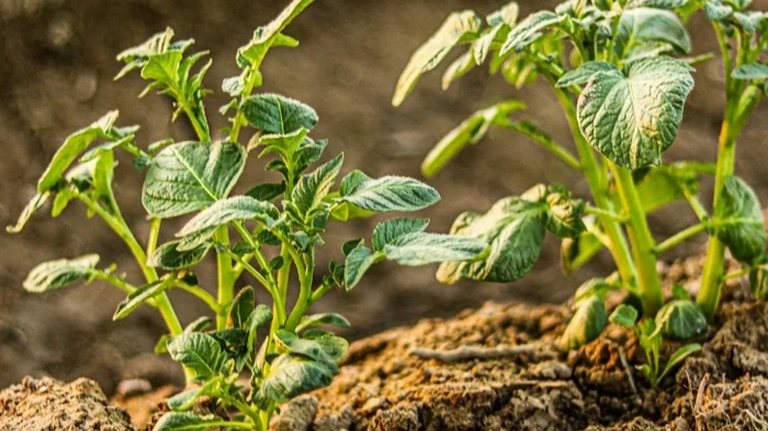 Если любите сажать картофель на одном месте: вот через сколько лет вы потеряете урожай