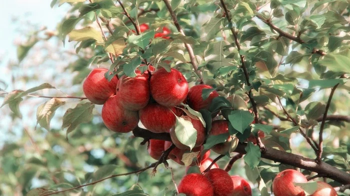 Что обрезать в апреле для обильного цветения и урожая: эксперт назвал 5 растений