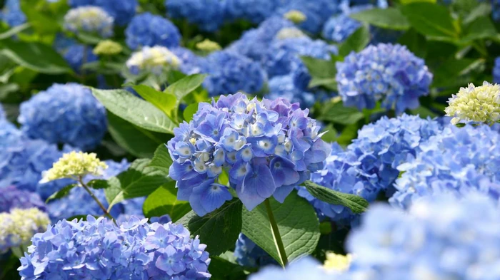 Королевы тенистого сада: 4 растения, которые украсят затененный уголок