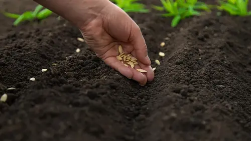 Что посадить в апреле: 5 самых выносливых овощей для переменчивого климата