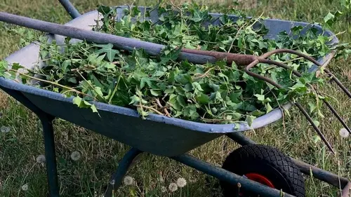 Избавиться от сорняков легко: проверенный способ, который используют только опытные дачники