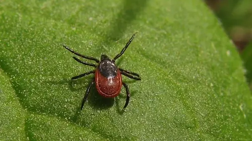 Клещи убегут из вашего сада, если посадить эти цветы