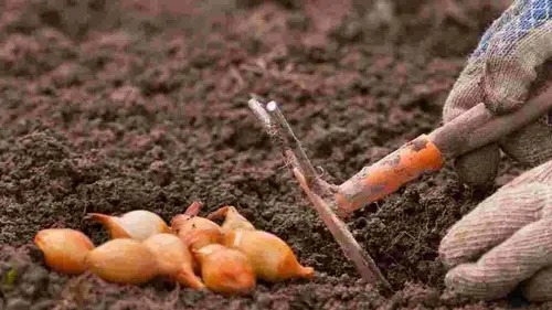 Что добавить в лунку во время посадки лука, чтобы вырос с кулак: не будет гнить и стрелковать