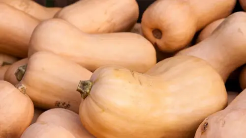 Когда сажать кабачки и тыкву: выбираем лучший момент для богатого урожая