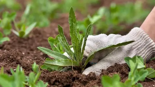 Как навсегда избавиться от сорняков — натуральные способы, которые действительно работают