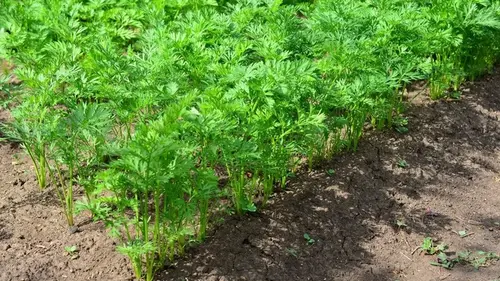 Что добавить в почву во время посева моркови, чтобы выросла большой, ровной и сочной