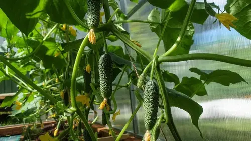 Одна капля в воду — и рассада огурцов будет крепкой и здоровой, а листья будут расти с мощной силой