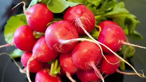Почему редис вырастает горьким и пустым: ошибки садоводов