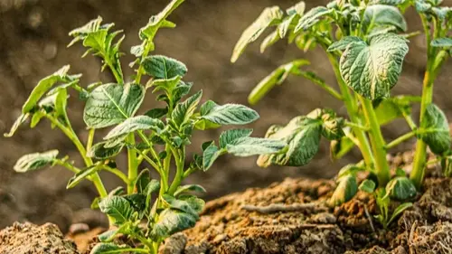 Если любите сажать картофель на одном месте: вот через сколько лет вы потеряете урожай