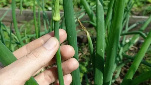 Лук не будет выпускать стрелки: обработайте его перед посадкой этим домашним раствором