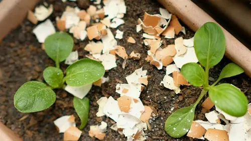 Как использовать яичную скорлупу на огороде: 7 способов, о которых многие не знают
