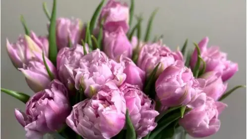 Как ухаживать за тюльпанами в вазе: как подольше сохранить их свежими