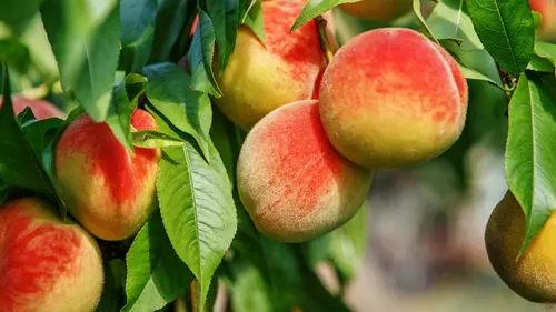Как вырастить персиковое дерево, чтобы каждый год собирать сочные плоды