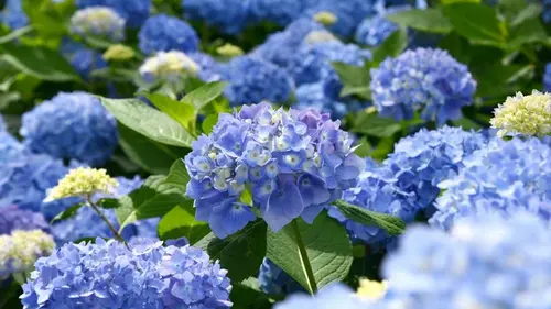 Королевы тенистого сада: 4 растения, которые украсят затененный уголок