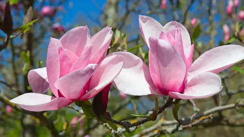 Пышное цветение и гигантские бутоны: главные секреты ухода за магнолией