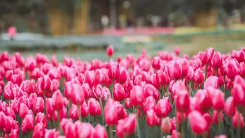 Как вырастить гигантские тюльпаны: секреты весеннего полива и правильной подкормки