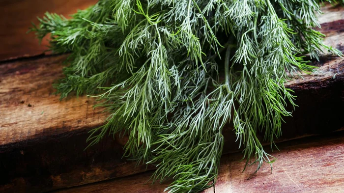 Укроп будет свежим очень долго: как правильно хранить зелень в холодильнике