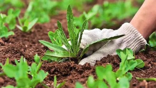 Таким способом полоть грядки в 2 раза легче и быстрее: сорняков не будет вообще