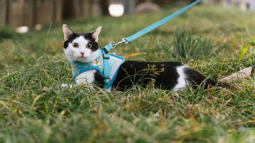 Нужно ли вам выгуливать кошку на поводке: специалисты дали однозначный ответ