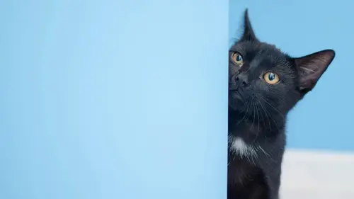 Что манера приветствия кота может рассказать о вашей связи: ветеринар привела 6 примеров