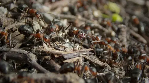 Одно дешевое средство уничтожит сорняки и отпугнет вредителей: как это работает