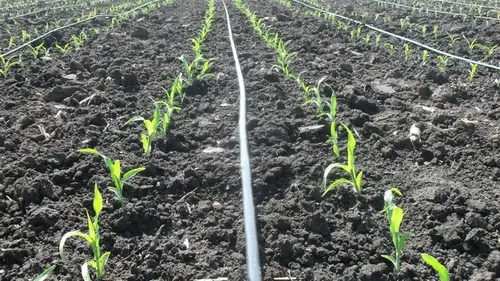 Когда сажать кукурузу в открытую почву: благоприятные и неблагоприятные дни в 2026 году