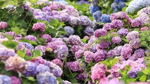 Гортензии будут цвести целое лето, если подкормить этим весной