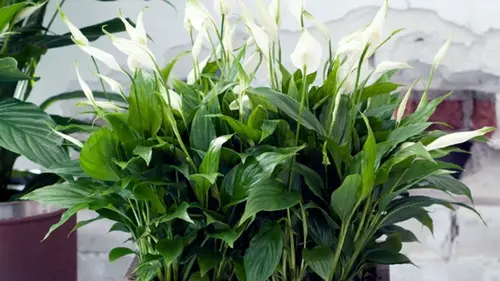 Спатифиллум утонет в облаке цветов: как стимулировать цветение растения
