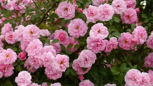 Названы морозостойкий сорт розы, который не болеет и цветет все лето