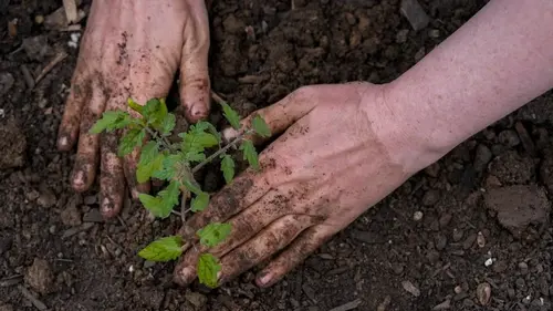 Что добавить в лунки для перца и томатов, чтобы рассада быстро прижилась и дала щедрый урожай