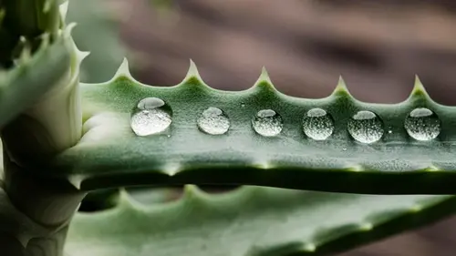 Алоэ легко перелить: как правильно поливать цветок, чтоб он рос крепким и сочным