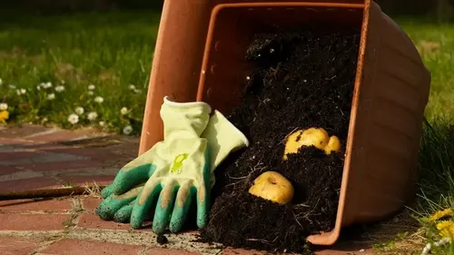 «Ленивый» способ высадки картофеля граблями без вспашки: как получить высокий урожай