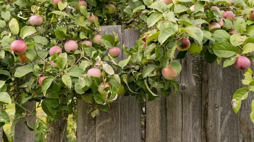 Как увеличить урожай яблок: садоводы назвали 8 растений, которые нужно сажать возле дерева