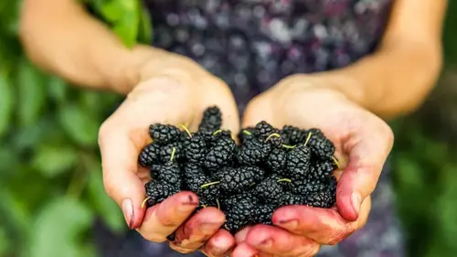 Эти ягоды полезны для сердца, но большинство их не замечает