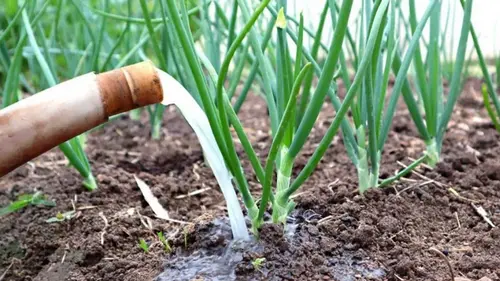 Чем подкормить лук весной: обязательные удобрения в апреле для хорошего урожая