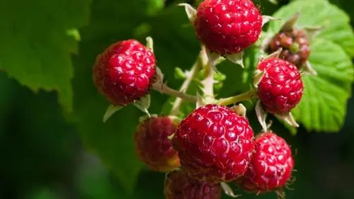 Ягоды будут крупными и сладкими: только подпитайте малину в апреле этим домашним раствором