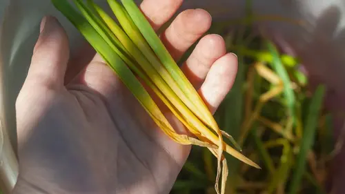 Это нужно сделать всем, у кого желтеют и падают перья лука: снова будут зелеными