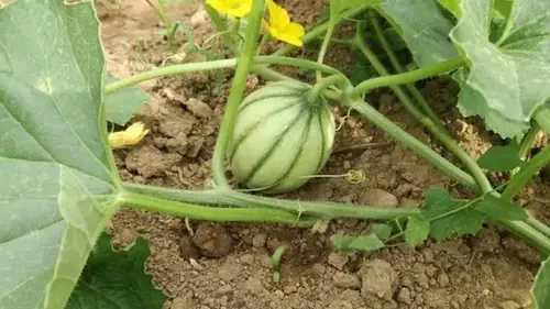 Когда сажать арбузы в открытую почву: благоприятные дни 2026 года