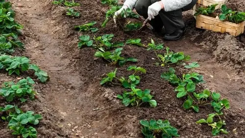 Когда и как сажать клубнику весной