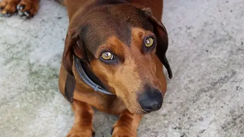 Кинологи назвали 5 причин, почему вам не стоит заводить собаку