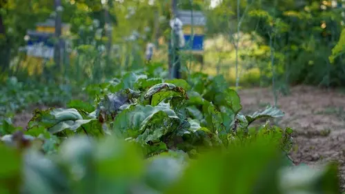 Что посадить в конце апреля, в мае в открытую почву: что нужно сделать до лета на огороде