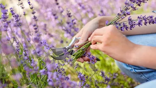 Как правильно обрезать лаванду, чтобы вырастить новые кусты