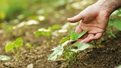 Когда сеять кабачки в открытую почву в апреле, мае 2026 года