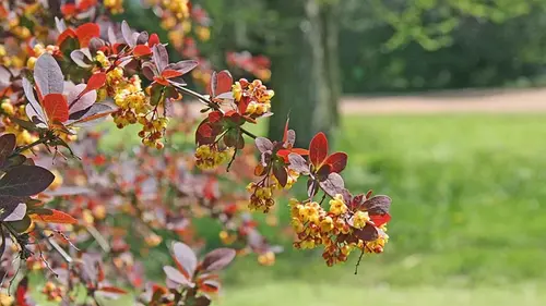 Красивый, но опасный: этот кустарник называют «магнитом для клещей»