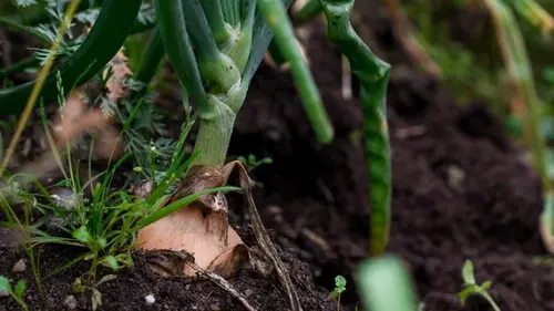 8 овощей, устойчивых к болезням: что посадить для урожая без лишних хлопот