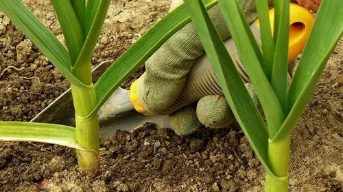 Полейте чеснок и лук этой жидкостью — желтые перья станут зелеными за два дня