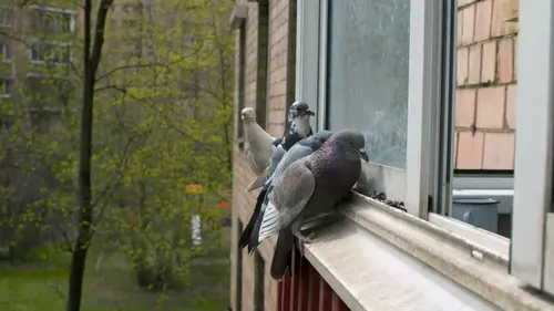 Голуби не будут садиться на балконы и карнизы: какой способ отпугивает их на 100%