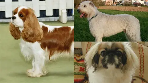 5 пород собак, которые лучше всего ладят с кошками