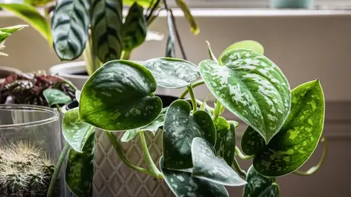 Сциндапсус будет процветать годами: садоводы рассказали, как вырастить