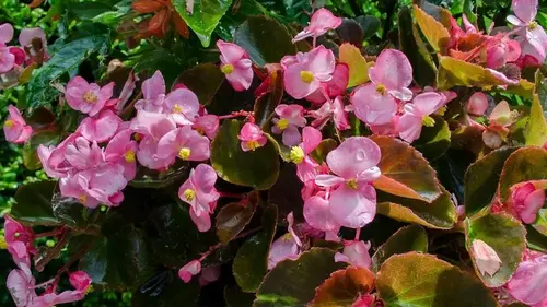 Пышный сад без солнца: 7 быстрорастущих растений для затененных участков